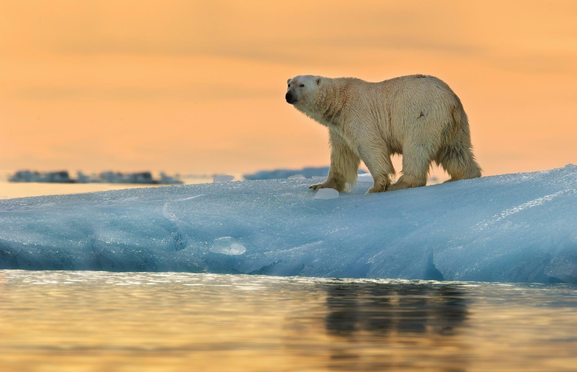 Polar bear in the Arctic
